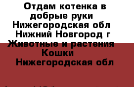 Отдам котенка в добрые руки - Нижегородская обл., Нижний Новгород г. Животные и растения » Кошки   . Нижегородская обл.